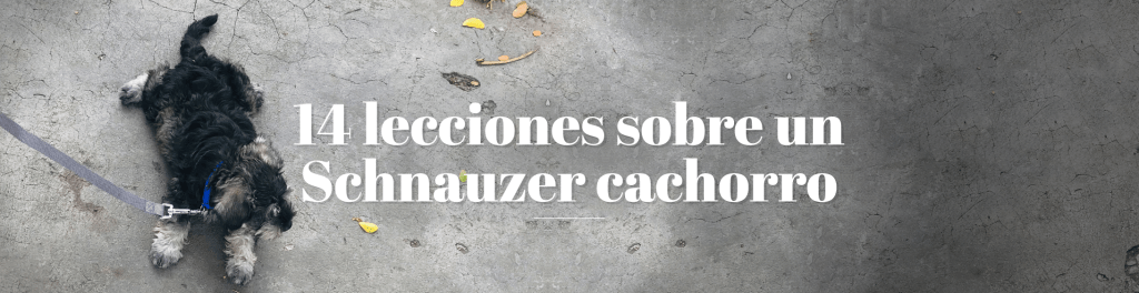 14 lecciones sobre un Schnauzer&nbsp;cachorro